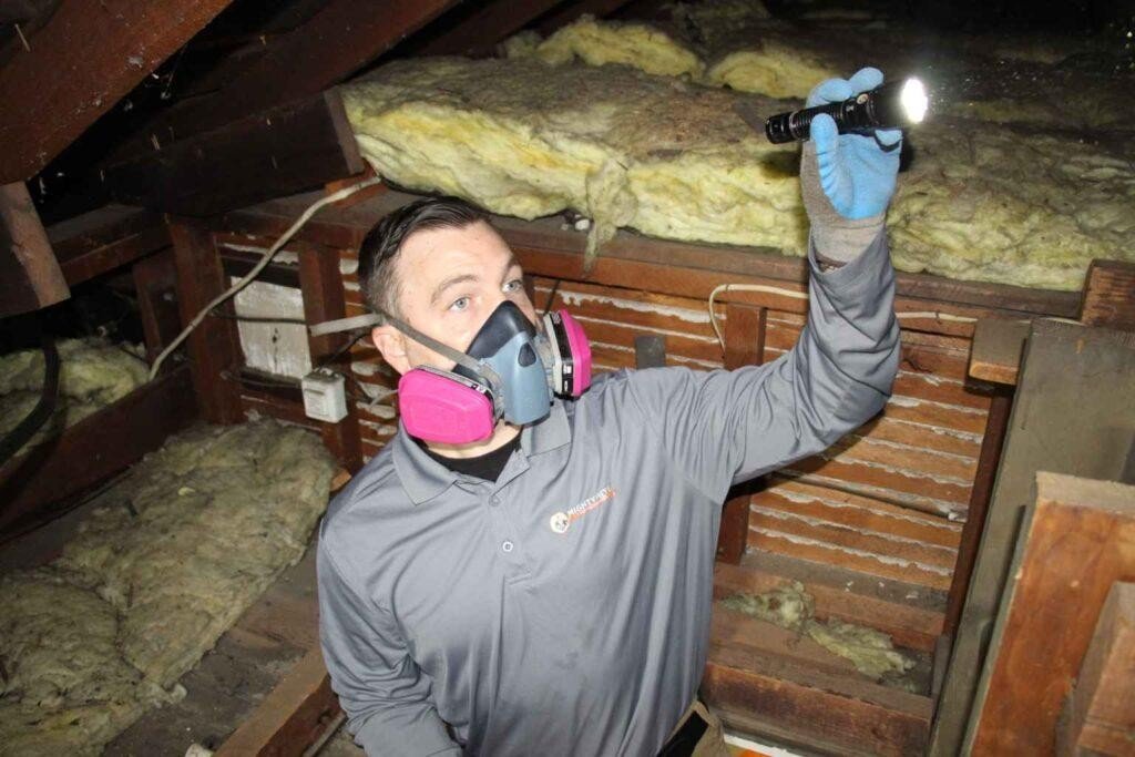 Pest control technician wearing a respirator mask and using a flashlight to inspect a home attic for rodents