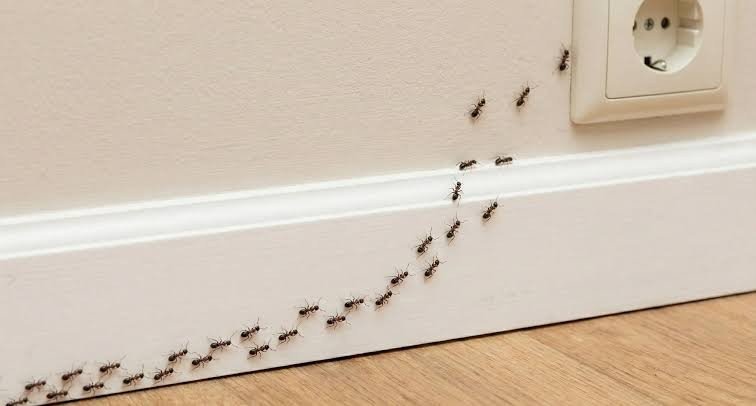 A continuous line of small ants trailing along the edge of white baseboards and wooden flooring joints