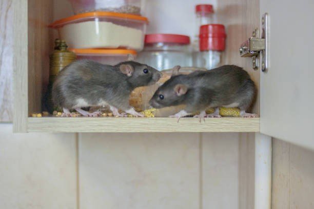 Rats feeding inside a kitchen