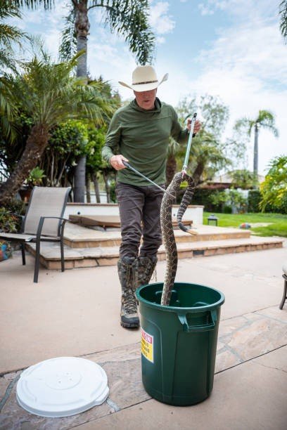 Wildlife handler using a snake hook to capture a rattlesnake on a house backyard patio next to a containment bucket