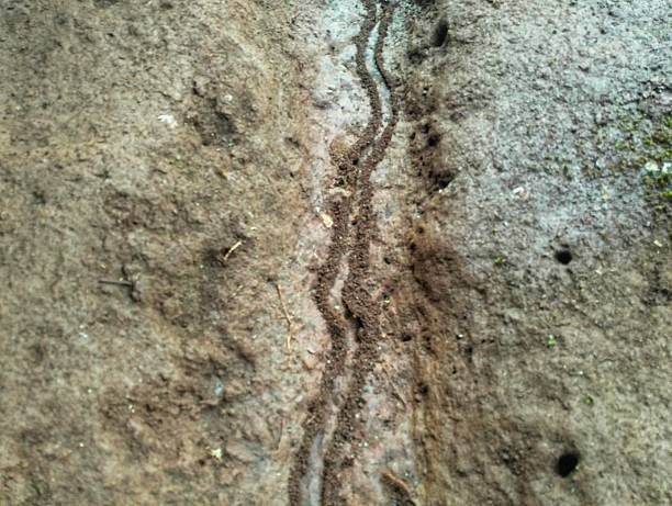 Active mud tubes constructed by subterranean termites running vertically along a solid stone surface