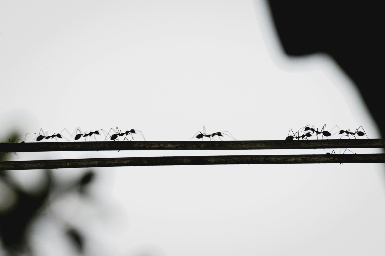 Silhouette view of multiple ants marching in a continuous trail along horizontal lines