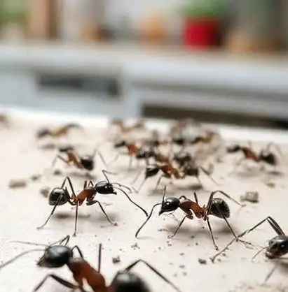 Ants crawling across a kitchen countertop