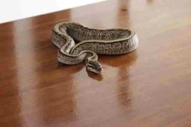 Snake resting on a table