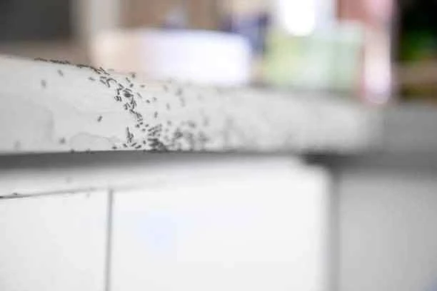 A heavy ant infestation on a white kitchen countertop highlighting the urgency for professional pest inspection services.
