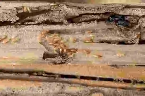 Close-up of active termites tunneling through and destroying residential wooden support beams.