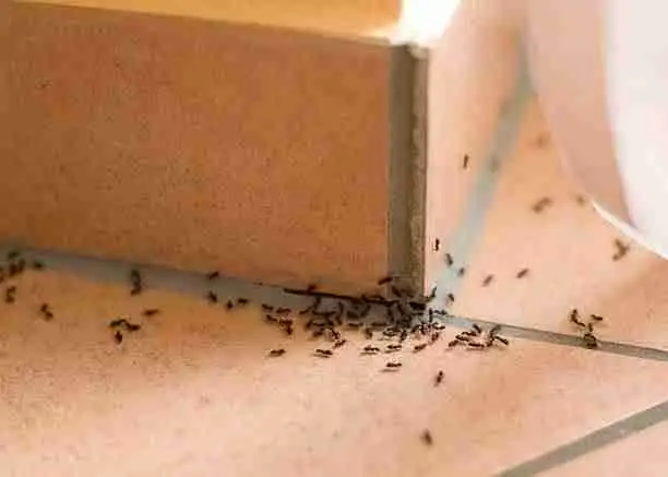 Ant control treatment for an indoor ant infestation
