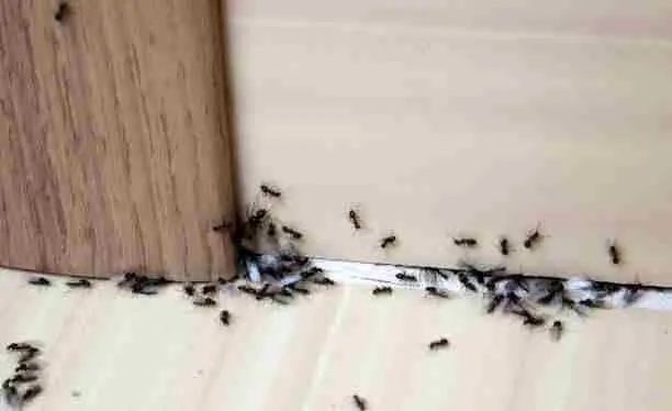 Ants crawling along a kitchen near the edge