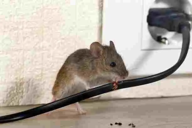 A small mouse chewing through an electrical power cord on the floor.
