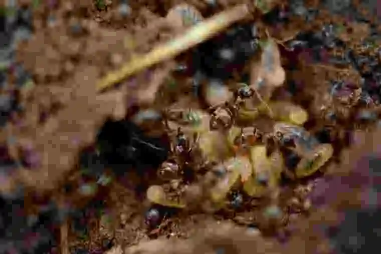Termites on wood during a termite inspection