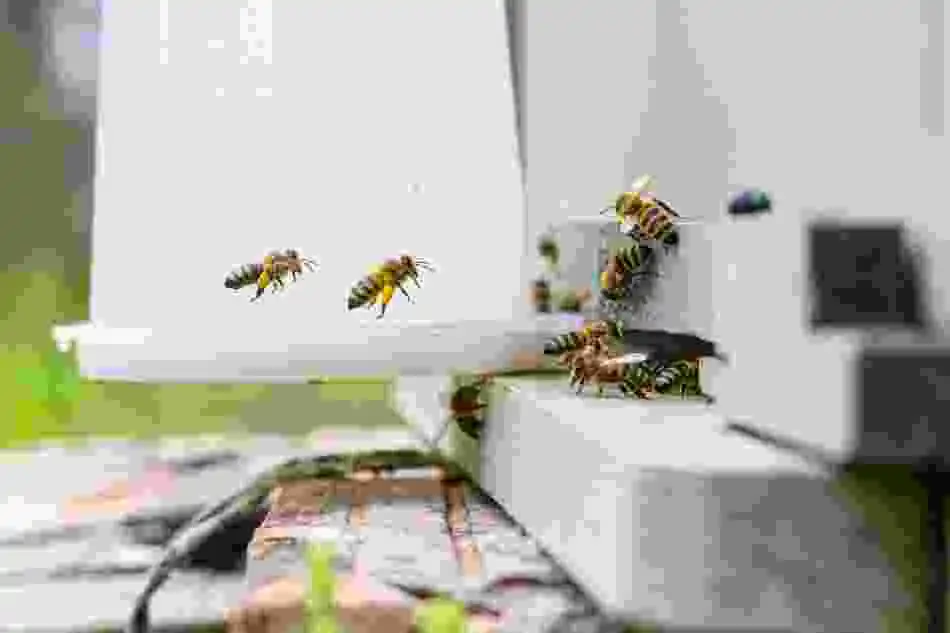 Wasp and hornet pest control